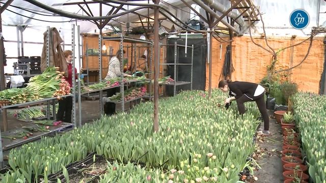 На 8 Марта муж мне цветов не дарит смотреть онлайн