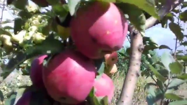 Дерево-сад или многосортовое дерево -2 смотреть онлайн