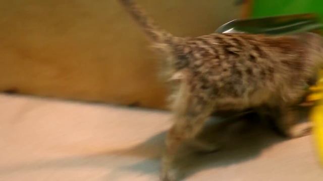 #Сурикат играет как #котёнок смотреть онлайн