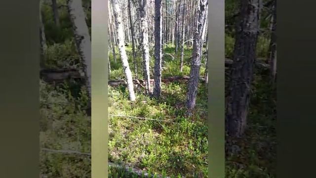 черника 2022. год обещает быть урожайным.