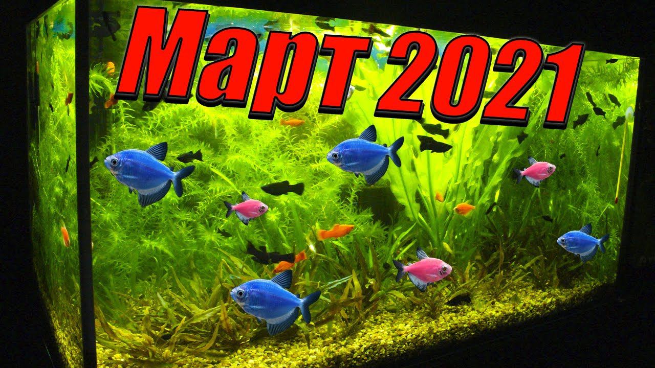 Обзор аквариумов 4К. Итоги месяца (Март 2021) смотреть онлайн