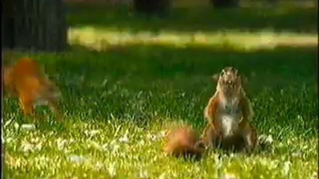 реклама snickers с белками смотреть онлайн