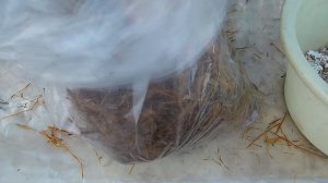 Тонкости выращивания грибов / Делаем грибной блок