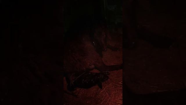 Овцы как бизнес Принимаем роды! смотреть онлайн