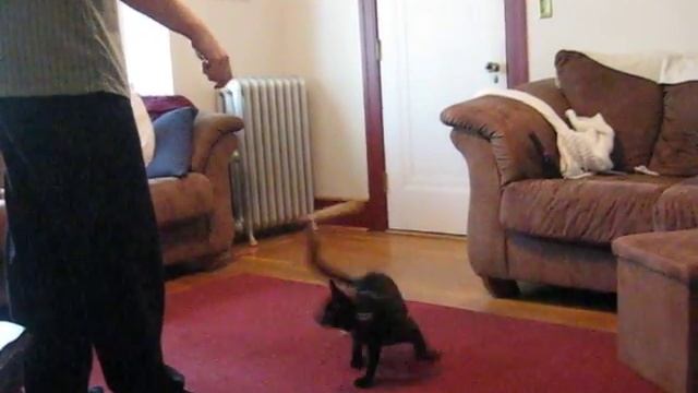 Ninja_Captain2 смотреть онлайн
