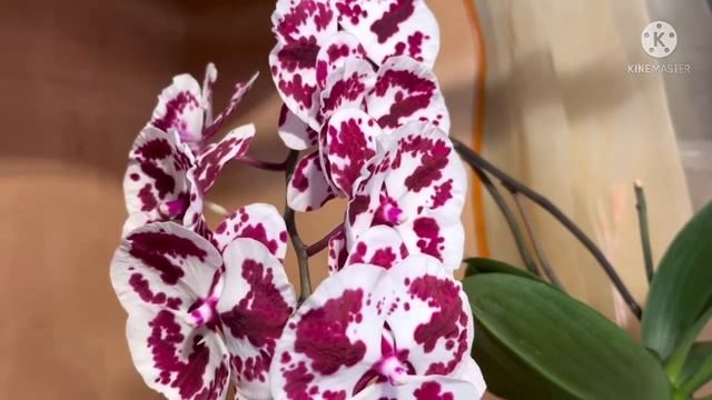 Первые Орхидеи-ласточки в полном роспуске сезона 2022-2023 гг. Мики спирит 94 - первое цветение! смотреть онлайн