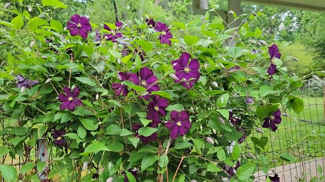 Clematis Bush May 26, 2021. смотреть онлайн