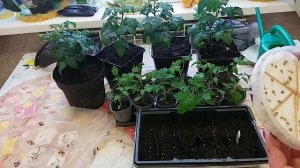 Как развиваются томаты БОНСАЙ и ПИНОККИО и томаты для раннего  потребления.