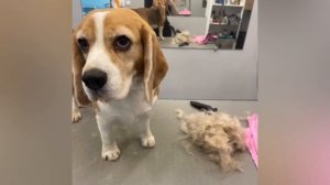 Бигль. Принудительная линька. #beagle #бигль