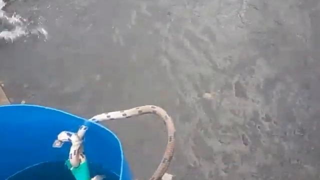 19.10.18. Запуск форели на малый водоём в кокино смотреть онлайн