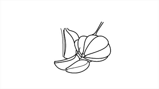 Garlic / How To Draw / Vegetables смотреть онлайн