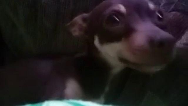 Trying to be cute but dangerous смотреть онлайн