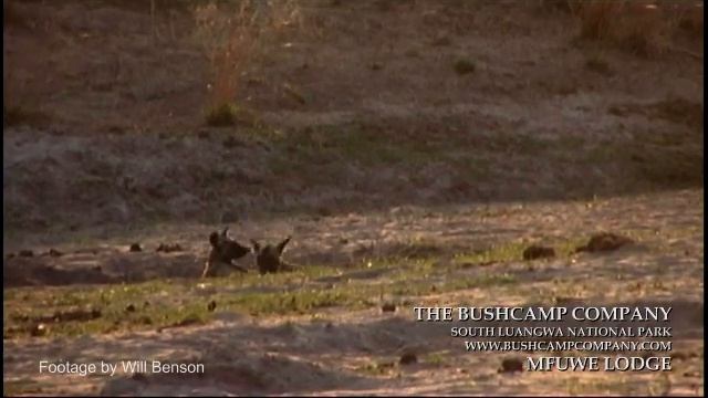 wild dogs.mp4 смотреть онлайн