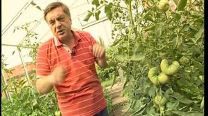Как спасти помидоры от фитофторы?