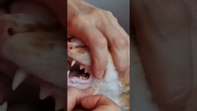 Зубной камень у кота смотреть онлайн