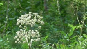 Без упоминаний о Боге Настрой Сытина Г.Н. На оздоровление шейного отдела позвоночника