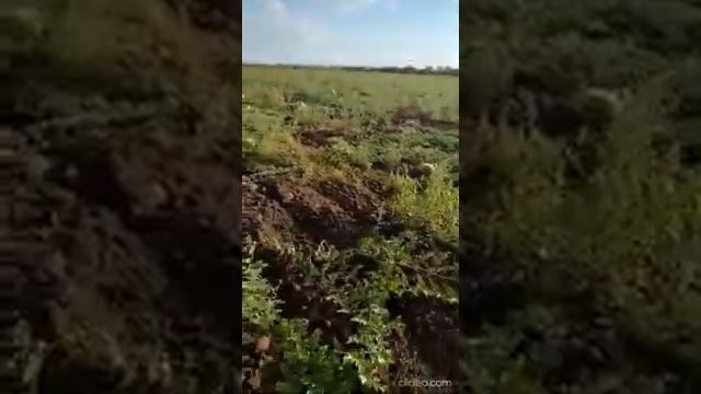 Тест арбуза Каристан в поле Волгоград 2021 смотреть онлайн