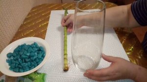 У меня новиночка, Бамбук счастья или драцена Лаки Бамбо