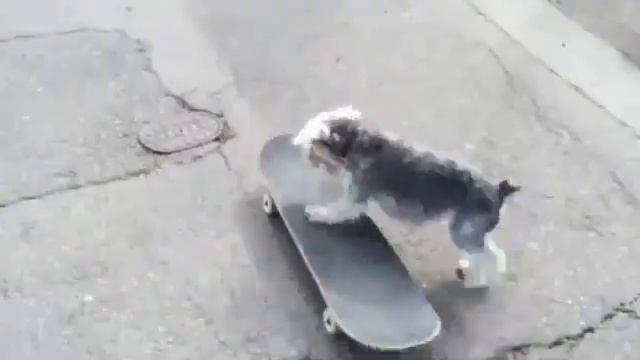 Животные на скейтборде (Funny Animals On Skateboard) смотреть онлайн