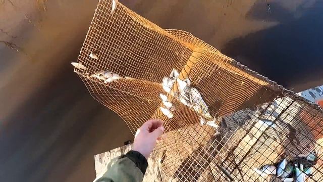 Я был в ШОКЕ от УЛОВА!!! Эти снасти ловят даже без приманки. Ловля рыбы катисками. Рыбалка в Сибири смотреть онлайн