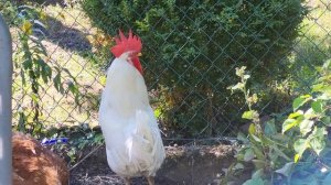 Петух кукарекает без перерыва?