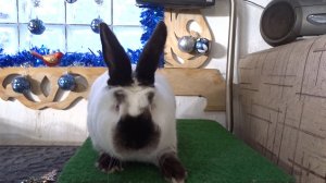 Как по фото правильно купить кролика