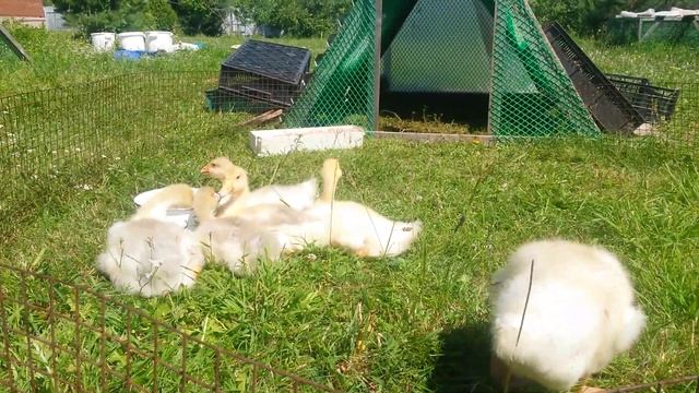 Переносной, выгульный загон для гусяток. смотреть онлайн