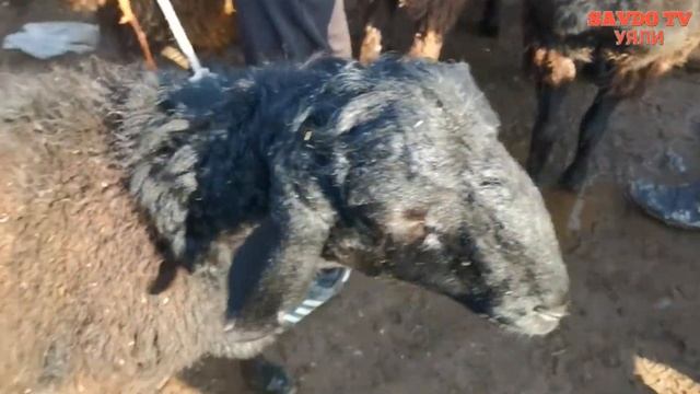 МОЛБОЗОРИ УЯЛИ, ГУСФАНДИ ХИСОРИ ДАР УЯЛИ 6000с??? смотреть онлайн