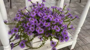 Сцевола Scaevola - редкий и очень красивый летник для любого интерьера