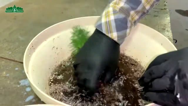 Черенки Туи Смарагд из Питомника Вашутино смотреть онлайн