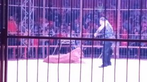 Цирк Корона/Империя Хищников/Дрессировщик Олег Плахтеев