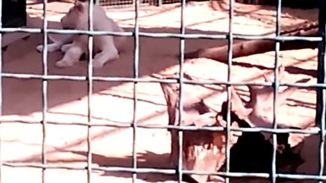 Фельдман экопарк г.Харьков смотреть онлайн