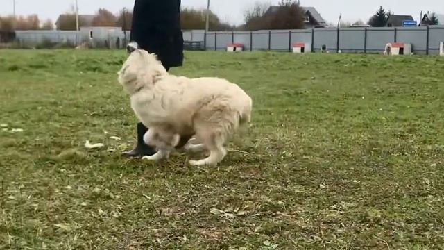 Кавказская овчарка , девочка , продаётся смотреть онлайн