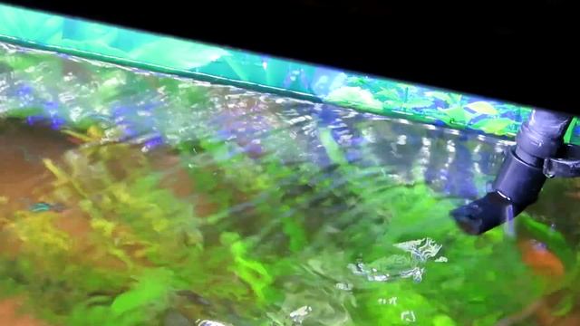 Реальная производительность внешнего фильтра Tetra EX 800 Plus смотреть онлайн