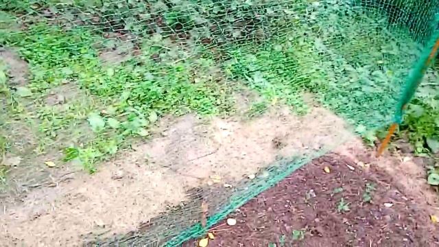 Посадка горохов. Промежуточный результат смотреть онлайн