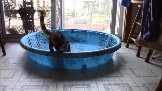 Бенгальский кот играет в воде смотреть онлайн