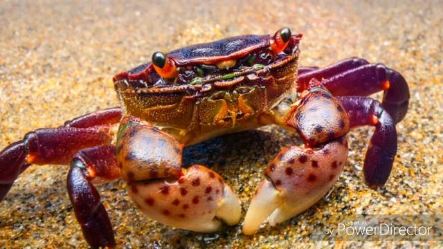 Крапик смотреть онлайн