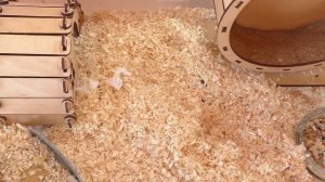 Влезет 3 хомяка в 1 домик? / ПОМОГИТЕ Какого хомяка выбрать / Алиса Изи Петс / Alisa Easy Pets