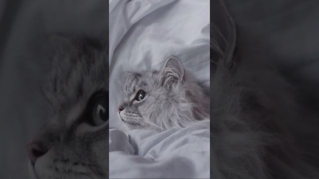 А вы знали? Почему кошки спят в ногах человека? #shorts смотреть онлайн