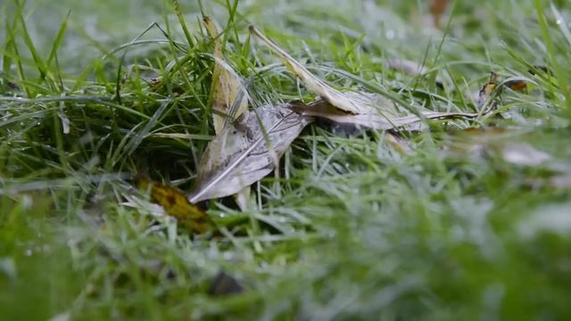 Introduction To Crime Scenes