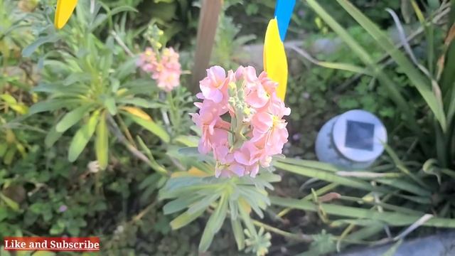COLUMN STOCK APRICOT MATTHIOLA INCANA / SEASON BLOOM смотреть онлайн