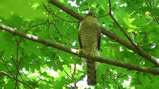 Ястреб-перепелятник. Голос ястреба-перепелятника ( Accipiter nisus ) смотреть онлайн
