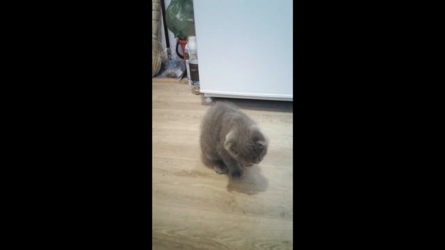 Едим вкусняшку смотреть онлайн
