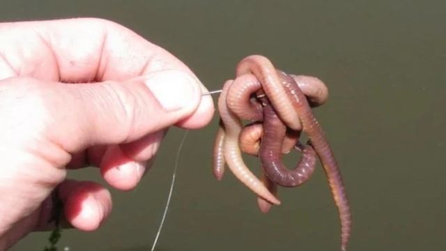 Что делает матёрый рыбак перед началом рыбалки? смотреть онлайн