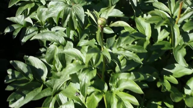 Soft Salmon Saucer | R2 Flowers BV | Peonies смотреть онлайн