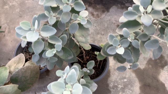 Crassula Watch Chain | Cantinho das Bromélias смотреть онлайн