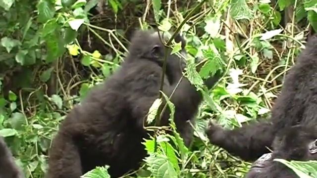 Mountain Gorillas In Uganda, Rwanda En Congo