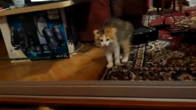 Котенок боится отражение в зеркале Kitten afraid of the reflection смотреть онлайн