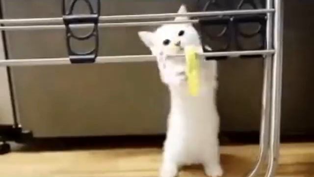 Белый котенок резвится и мурлачет. смотреть онлайн