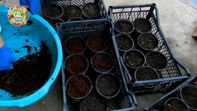 Весенние анемоны: от А до Я. Ветреница корончатая от посадки клубней и до цветения, и не только... смотреть онлайн